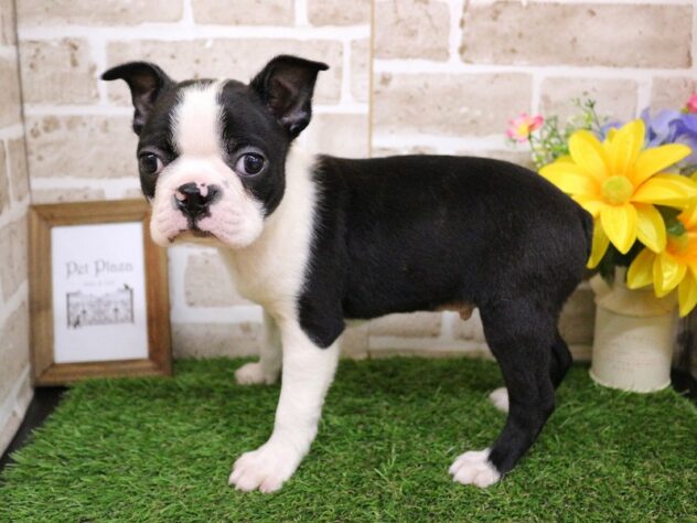 兵庫県のボストンテリア (ペット・プラザ アミーゴ神戸西店/2025年11月30日生まれ/男の子/ボストンカラー)の子犬の2枚目の画像