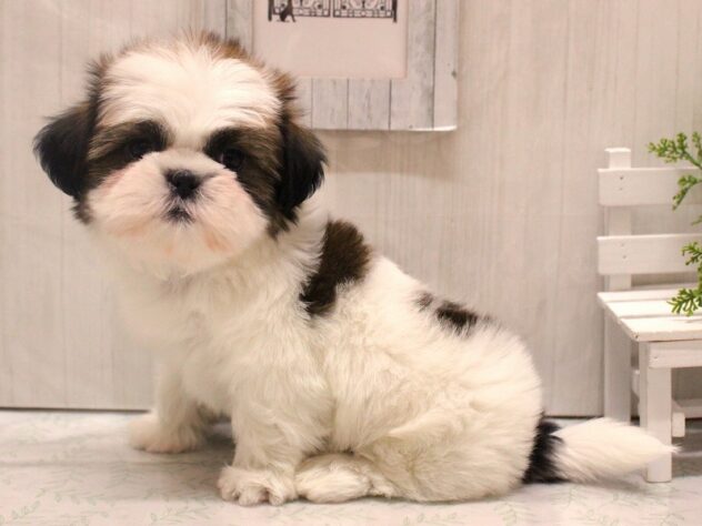 兵庫県のシーズー (ペット・プラザ アミーゴ加古川店/2025年11月26日生まれ/男の子/ホワイトゴールド)の子犬の2枚目の画像