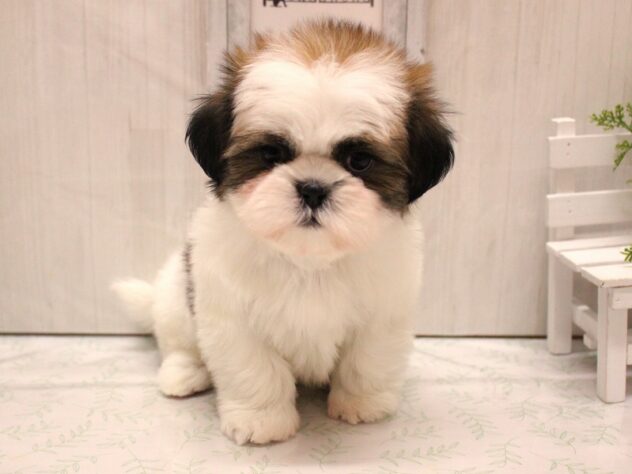 兵庫県のシーズー (ペット・プラザ アミーゴ加古川店/2025年11月26日生まれ/男の子/ホワイトゴールド)の子犬の3枚目の画像