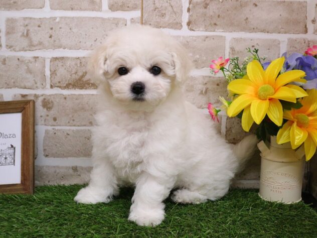 兵庫県のビションフリーゼ (ペット・プラザ アミーゴ神戸西店/2025年11月29日生まれ/女の子/ホワイト)の子犬の1枚目の画像