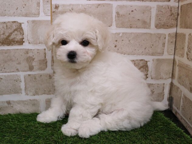 兵庫県のビションフリーゼ (ペット・プラザ アミーゴ神戸西店/2025年11月29日生まれ/女の子/ホワイト)の子犬の2枚目の画像