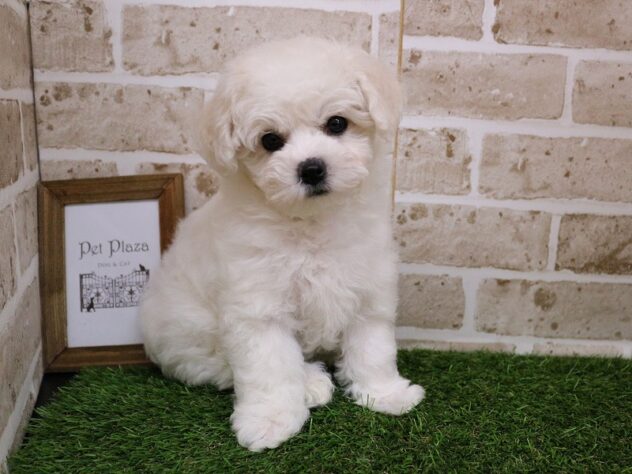 兵庫県のビションフリーゼ (ペット・プラザ アミーゴ神戸西店/2025年11月29日生まれ/女の子/ホワイト)の子犬の3枚目の画像