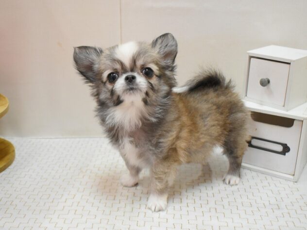 大阪府のチワワ(ロング) (ペット・プラザ アミーゴ豊中服部店/2025年11月27日生まれ/男の子/レッドホワイト)の子犬の1枚目の画像