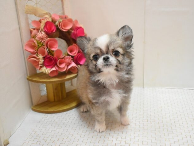 大阪府のチワワ(ロング) (ペット・プラザ アミーゴ豊中服部店/2025年11月27日生まれ/男の子/レッドホワイト)の子犬の2枚目の画像