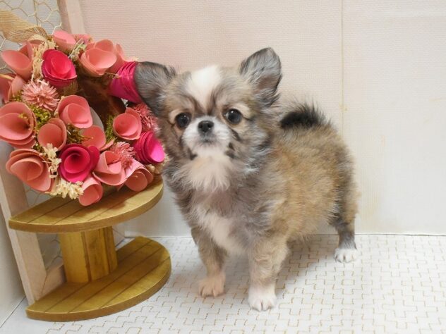 大阪府のチワワ(ロング) (ペット・プラザ アミーゴ豊中服部店/2025年11月27日生まれ/男の子/レッドホワイト)の子犬の3枚目の画像