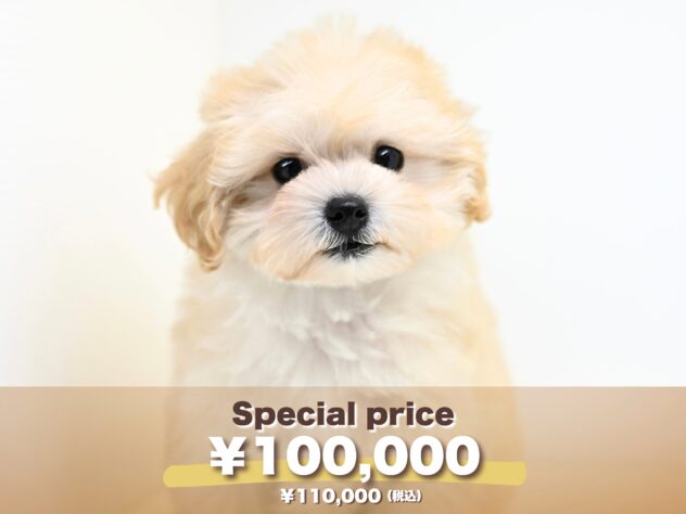 岡山県のハーフ犬・ミックス犬 (アミーゴ大安寺店/2025年8月26日生まれ/女の子/クリーム)の子犬の1枚目の画像