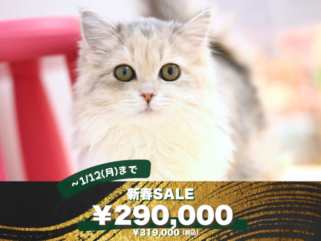 岡山県のサイベリアン (アミーゴ大安寺店/2025年9月10日生まれ/女の子/ブルーパッチドタビー)の子猫の1枚目の画像