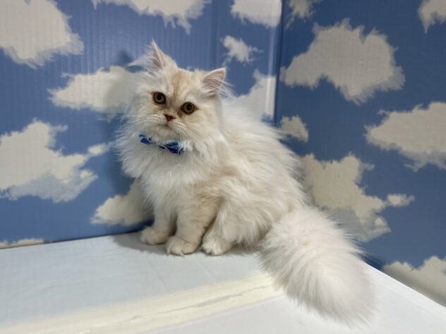 山形県のミヌエット (アミーゴ山形南店/2025年7月28日生まれ/男の子/カメオホワイト)の子猫の1枚目の画像