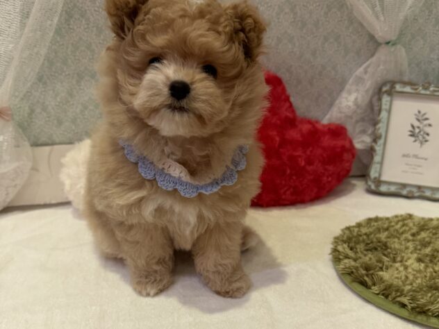 福島県のハーフ犬・ミックス犬 (アミーゴ本宮店/2025年11月16日生まれ/男の子/クリーム)の子犬