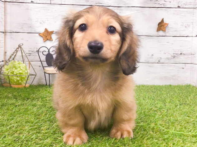 愛知県のカニンヘンダックスフンド(ロング) (アミーゴ知立店/2025年11月15日生まれ/男の子/レッド)の子犬の1枚目の画像