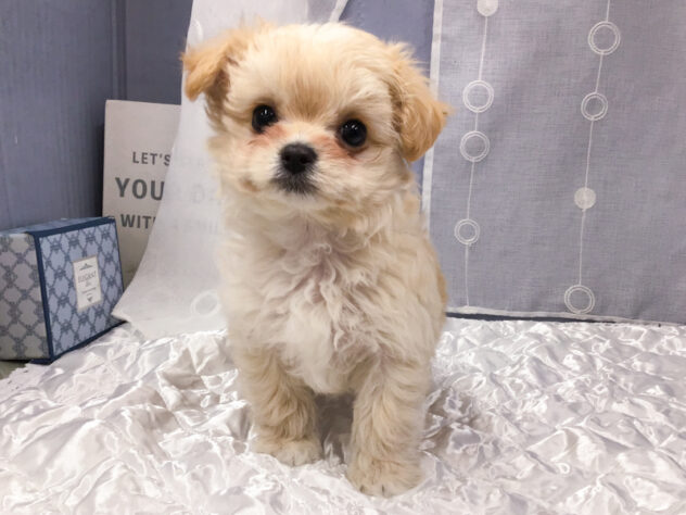 愛知県のハーフ犬・ミックス犬 (アミーゴ知立店/2025年11月22日生まれ/女の子/クリーム)の子犬の1枚目の画像