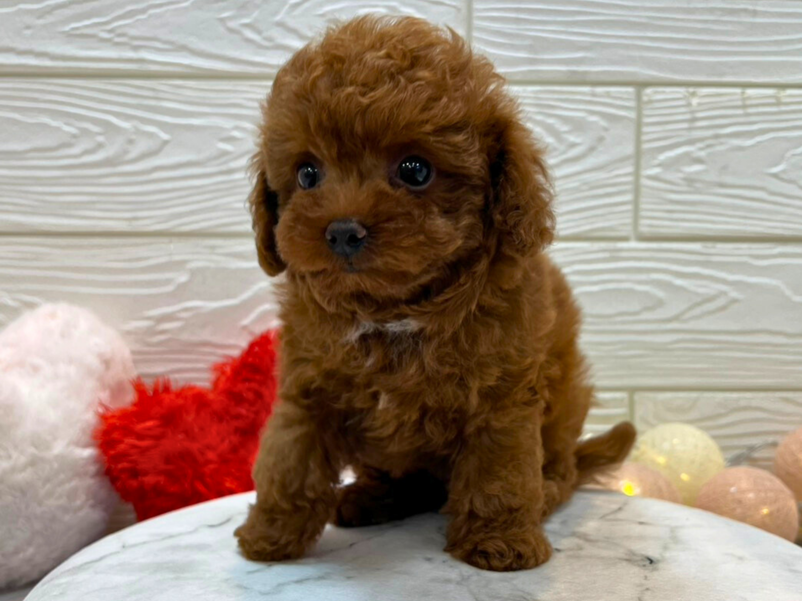 兵庫県のトイプードル(トイ) (ワンキャラット アミーゴ姫路飾磨店/2025年1月13日生まれ/男の子/レッドフォーン)の子犬の3枚目の画像