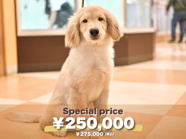 岡山県のゴールデンレトリバー (アミーゴ大安寺店/2025年9月2日生まれ/男の子/ゴールド)の子犬の1枚目の画像