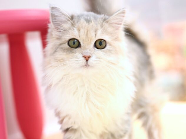 岡山県のサイベリアン (アミーゴ大安寺店/2025年9月10日生まれ/女の子/ブルーパッチドタビー)の子猫の2枚目の画像