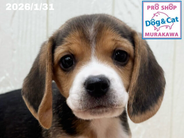 広島県のビーグル (アミーゴ大町店/2025年11月26日生まれ/女の子/ブラックホワイトタン)の子犬