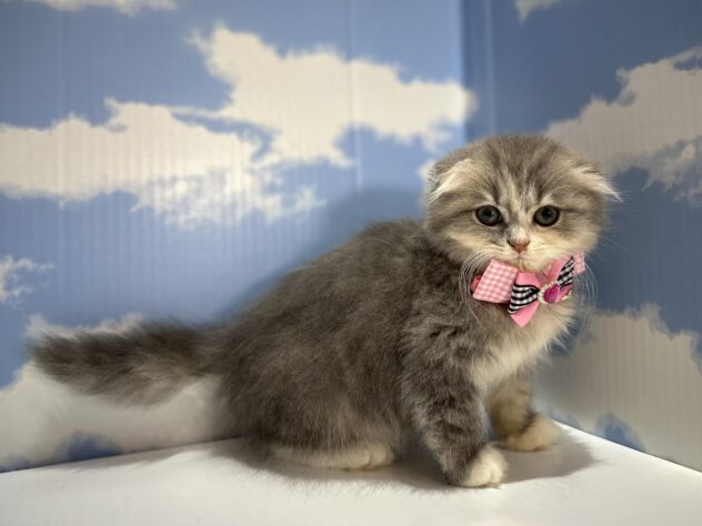 山形県のスコティッシュフォールド (アミーゴ山形南店/2025年11月1日生まれ/女の子/ブルーパッチドタビーホワイト)の子猫の3枚目の画像