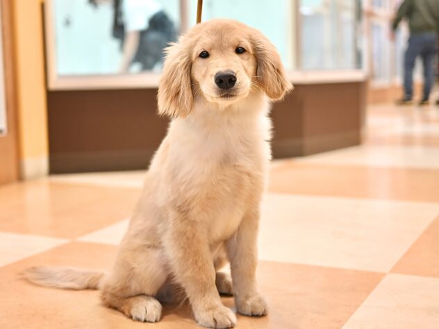 岡山県のゴールデンレトリバー (アミーゴ大安寺店/2025年9月2日生まれ/男の子/ゴールド)の子犬の2枚目の画像