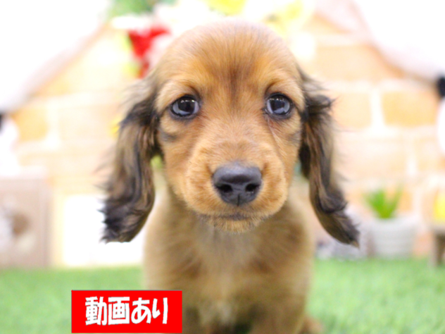 兵庫県のカニンヘンダックスフンド(ロング) (ペット・プラザ アミーゴ三田店/2025年11月13日生まれ/女の子/レッド)の子犬の1枚目の画像
