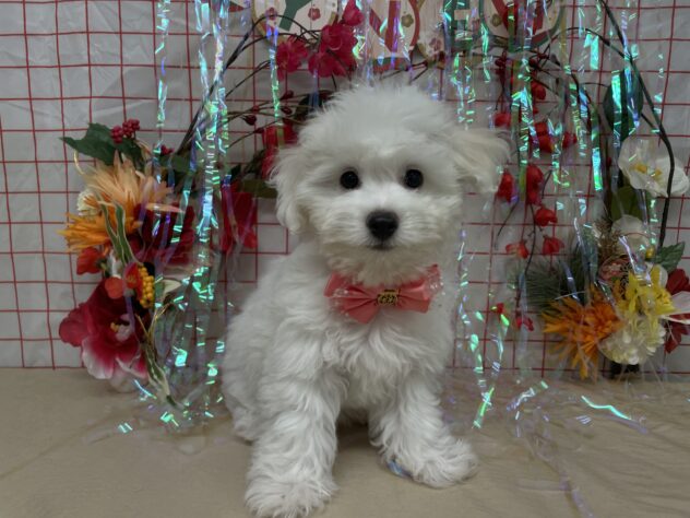 山形県のビションフリーゼ (アミーゴ酒田店/2025年10月3日生まれ/女の子/ホワイト)の子犬