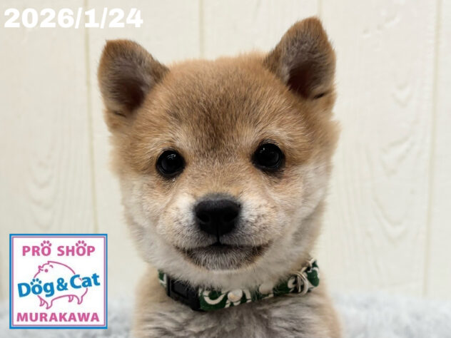 広島県の豆柴 (アミーゴ大町店/2025年11月12日生まれ/男の子/赤)の子犬