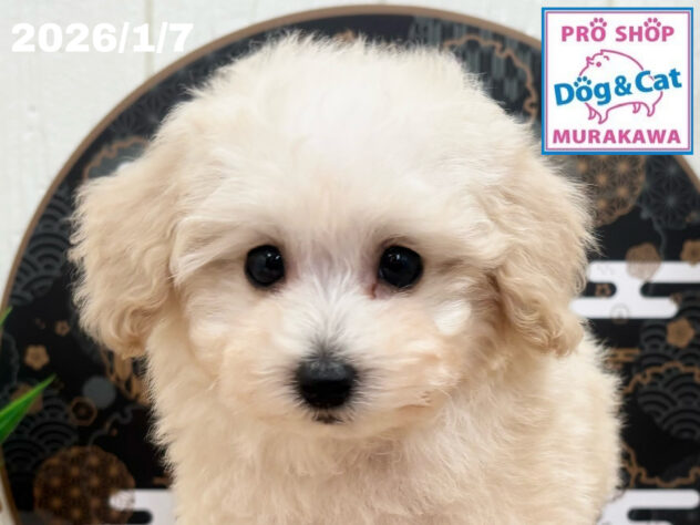 広島県のトイプードル(トイ) (アミーゴ大町店/2025年11月9日生まれ/男の子/ペールフォーン)の子犬の1枚目の画像