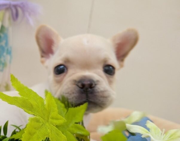 栃木県のフレンチブルドッグ (アミーゴ宇都宮簗瀬店/2025年10月25日生まれ/男の子/クリーム)の子犬