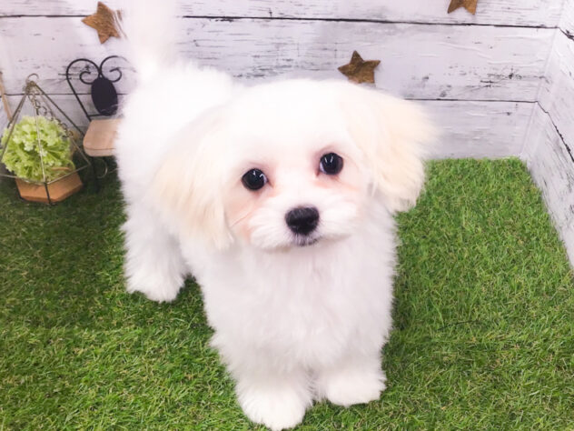 愛知県のマルチーズ (アミーゴ知立店/2025年9月13日生まれ/女の子/ホワイト)の子犬の4枚目の画像