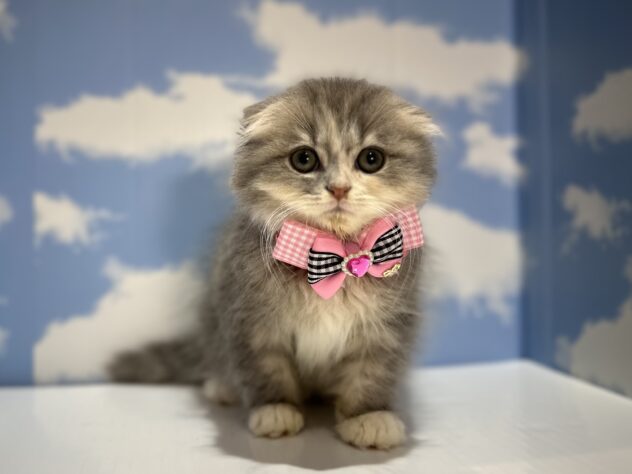 山形県のスコティッシュフォールド (アミーゴ山形南店/2025年11月1日生まれ/女の子/ブルーパッチドタビーホワイト)の子猫の1枚目の画像