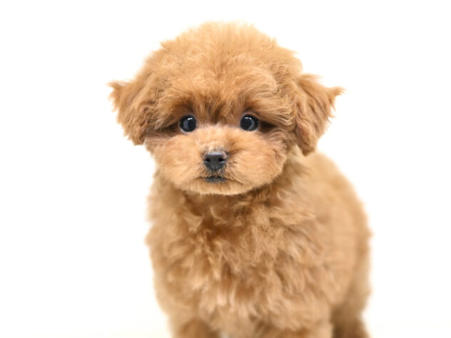 岡山県のトイプードル(トイ) (アミーゴ大安寺店/2025年10月15日生まれ/女の子/レッドフォーン)の子犬の2枚目の画像