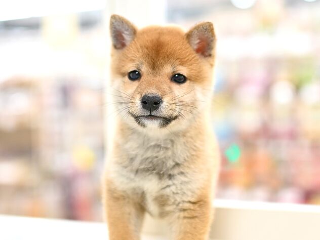 岡山県の豆柴 (アミーゴ中庄店/2025年10月19日生まれ/男の子/赤)の子犬の2枚目の画像