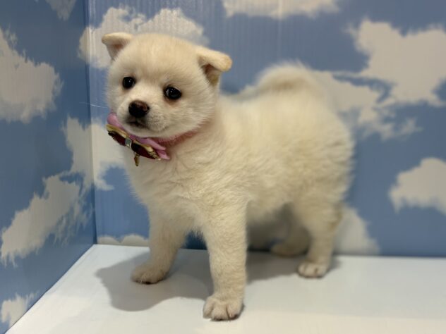 山形県のハーフ犬・ミックス犬 (アミーゴ山形南店/2025年11月22日生まれ/女の子/白)の子犬の3枚目の画像