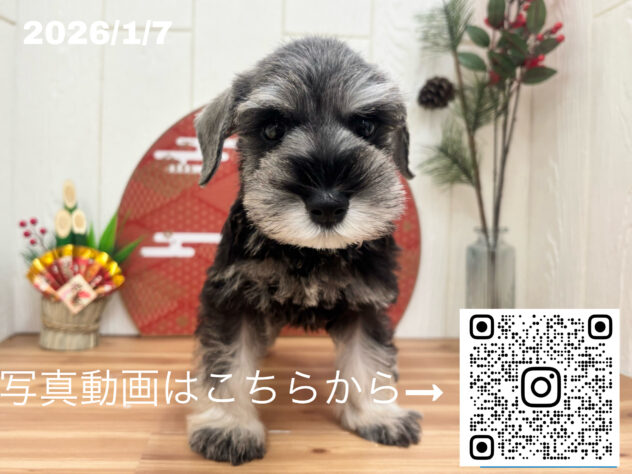 広島県のミニチュアシュナウザー (アミーゴ大町店/2025年11月9日生まれ/女の子/ソルトペッパー)の子犬の3枚目の画像