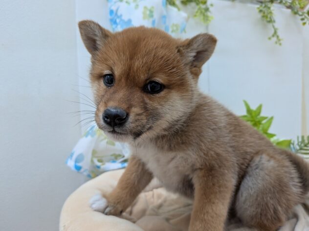 栃木県の柴犬(標準サイズ) (アミーゴ宇都宮簗瀬店/2025年10月31日生まれ/女の子/赤)の子犬