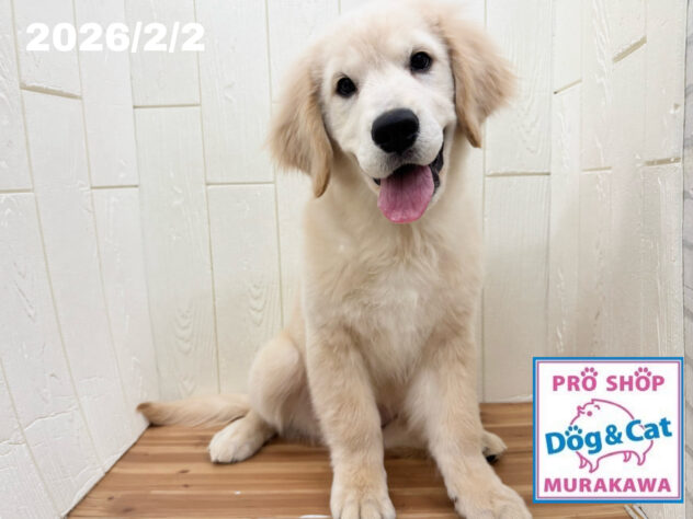 広島県のゴールデンレトリバー (アミーゴ大町店/2025年10月24日生まれ/女の子/クリーム)の子犬の1枚目の画像