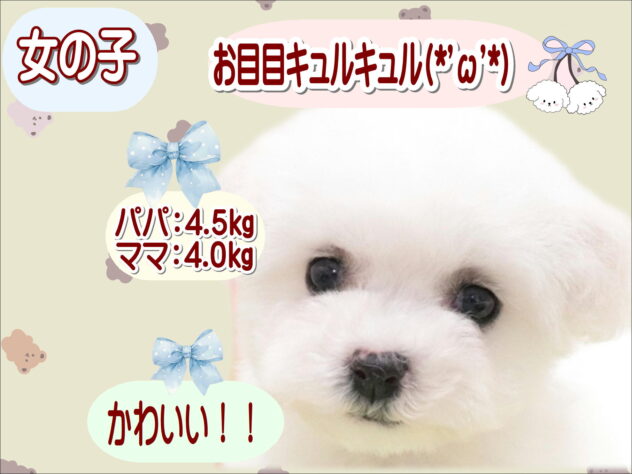 大阪府のビションフリーゼ (アミーゴ鳳店/2025年12月1日生まれ/女の子/ホワイト)の子犬の1枚目の画像