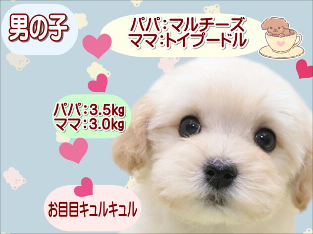 大阪府のハーフ犬・ミックス犬 (アミーゴ鳳店/2025年11月9日生まれ/男の子/クリーム)の子犬の1枚目の画像