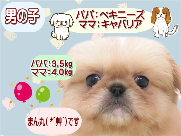 大阪府のハーフ犬・ミックス犬 (アミーゴ鳳店/2025年11月12日生まれ/男の子/クリーム)の子犬の1枚目の画像