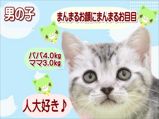 大阪府のアメリカンショートヘアー (アミーゴ鳳店/2025年11月8日生まれ/男の子/シルバータビー)の子猫の1枚目の画像