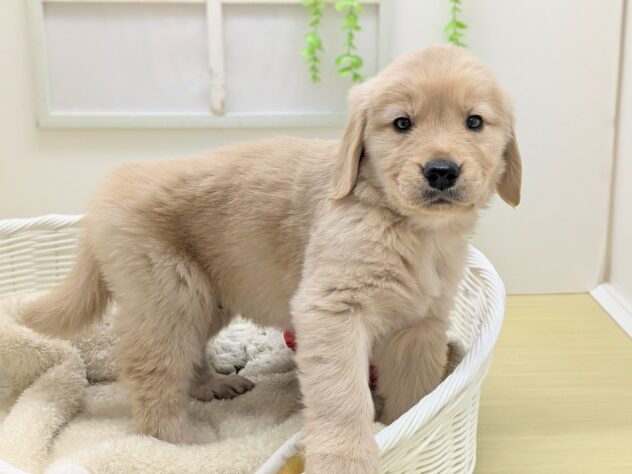 福島県のゴールデンレトリバー (アミーゴ会津若松店/2025年12月2日生まれ/男の子/ゴールデン)の子犬の2枚目の画像