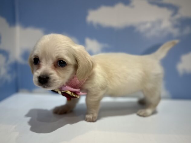 山形県のハーフ犬・ミックス犬 (アミーゴ山形南店/2025年11月17日生まれ/女の子/イエロー)の子犬の2枚目の画像