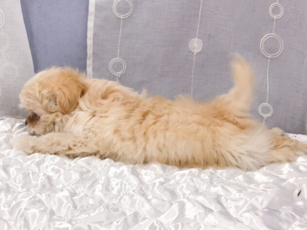 愛知県のハーフ犬・ミックス犬 (アミーゴ知立店/2025年11月22日生まれ/女の子/クリーム)の子犬の2枚目の画像