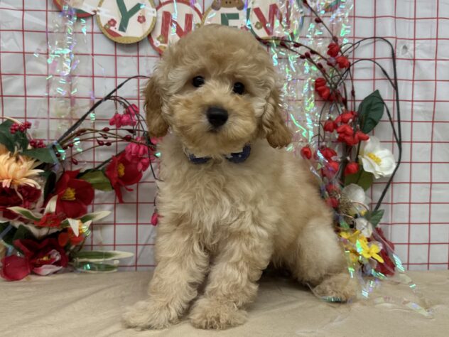 山形県のトイプードル(トイ) (アミーゴ酒田店/2025年10月15日生まれ/男の子/オレンジフォーン)の子犬