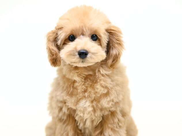 岡山県のトイプードル(トイ) (アミーゴ大安寺店/2025年9月24日生まれ/女の子/オレンジフォーン)の子犬