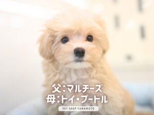 岡山県のハーフ犬・ミックス犬 (アミーゴ中庄店/2025年11月8日生まれ/男の子/クリーム)の子犬の2枚目の画像