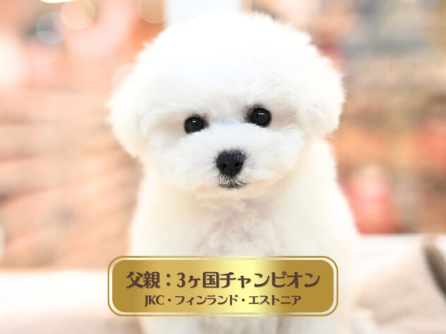 岡山県のビションフリーゼ (アミーゴ大安寺店/2025年11月8日生まれ/女の子/ホワイト)の子犬の1枚目の画像