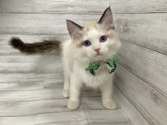 福島県のラグドール (アミーゴ小名浜店/2025年11月1日生まれ/男の子/シールポイントバイカラー)の子猫