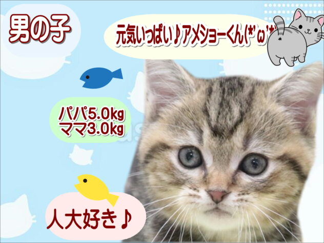 大阪府のアメリカンショートヘアー (アミーゴ鳳店/2025年11月24日生まれ/男の子/ブラウンタビー)の子猫の1枚目の画像