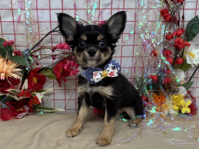 山形県のチワワ(ロング) (アミーゴ酒田店/2025年10月27日生まれ/男の子/ブラックタン)の子犬