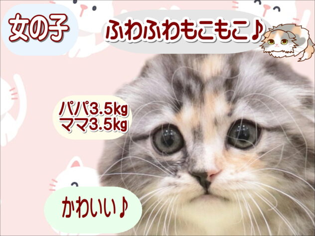 大阪府のスコティッシュフォールド (アミーゴ鳳店/2025年11月5日生まれ/女の子/ブラウンパッチドタビーホワイト)の子猫