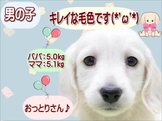 大阪府のミニチュアダックスフンド(ロング) (アミーゴ鳳店/2025年11月26日生まれ/男の子/イエロー)の子犬の1枚目の画像